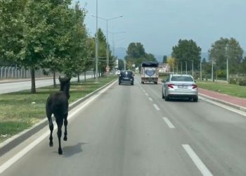 Bursa’da başıboş at trafiği alt üst etti
