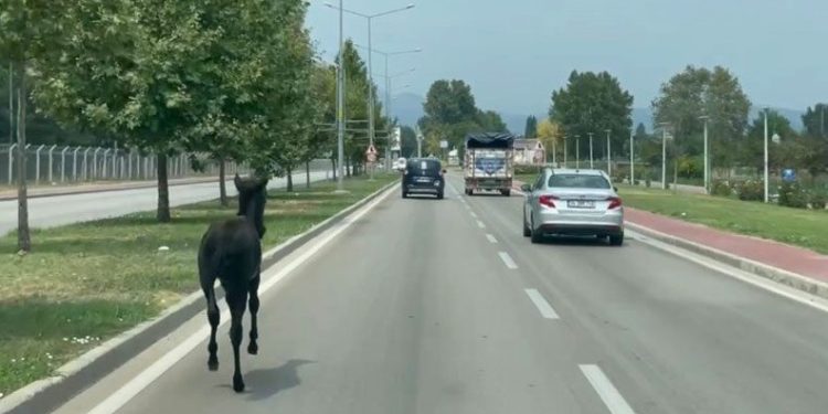 Bursa’da başıboş at trafiği alt üst etti