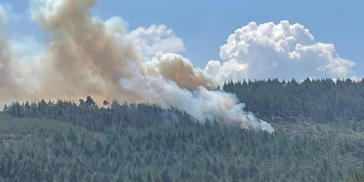 Bursa’da orman yangını