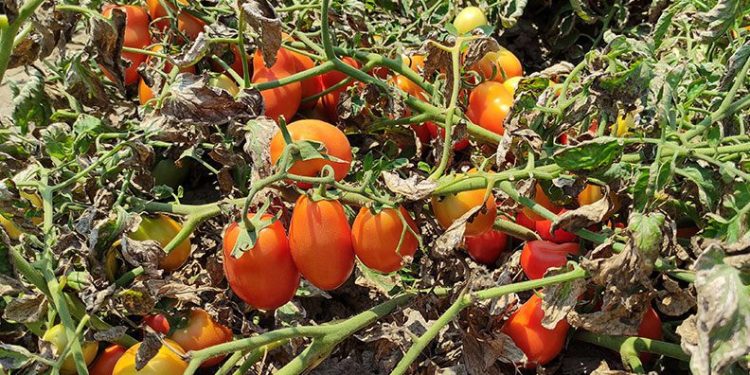 Bursa’da binlerce dönüm domates kurudu