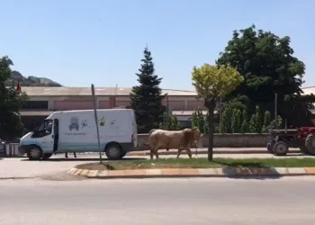 Tokat’ta boğa ortalığı bir birine kattı