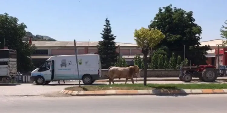 Tokat’ta boğa ortalığı bir birine kattı