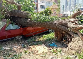 Çürüyen dut ağacı, park halindeki aracın üzerine devrildi