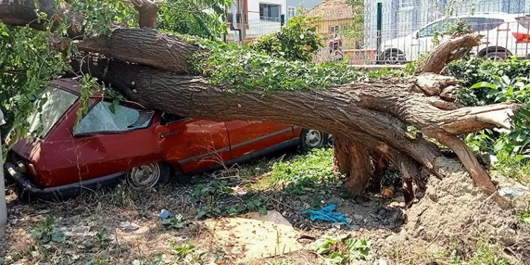 Çürüyen dut ağacı, park halindeki aracın üzerine devrildi