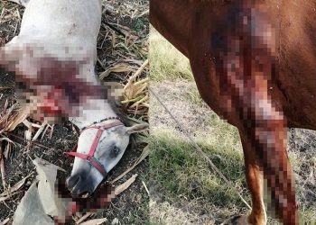 Kırkağaç’ta fayton atları öldürüldü