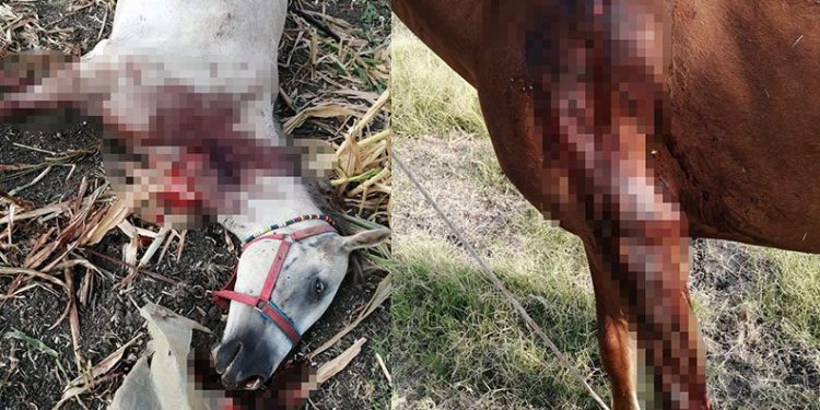 Kırkağaç’ta fayton atları öldürüldü