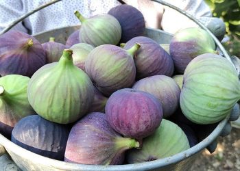 Bursa’nın siyah incirinde hasat başladı