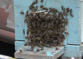 Bursa’da kraliçe arı ortalığı karıştırdı