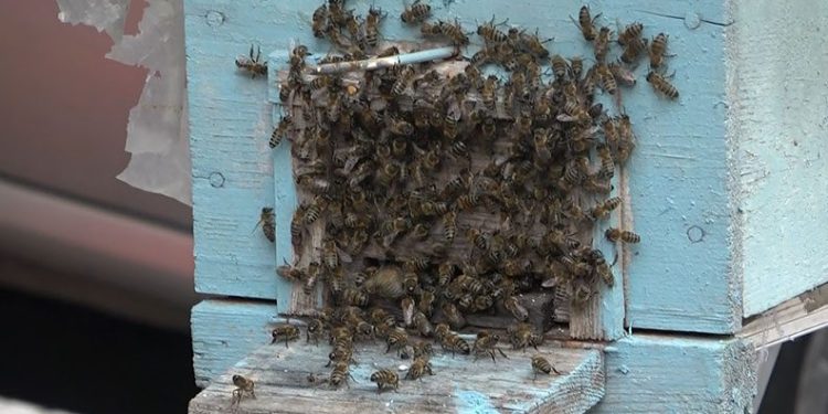 Bursa’da kraliçe arı ortalığı karıştırdı