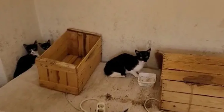 Çöp evden onlarca kedi çıktı