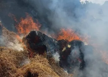 Bursa’da hayvan çiftliğinde yangın