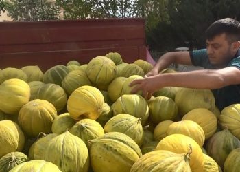 Çankırı’nın meşhur kavunu tezgahlarda yerini aldı