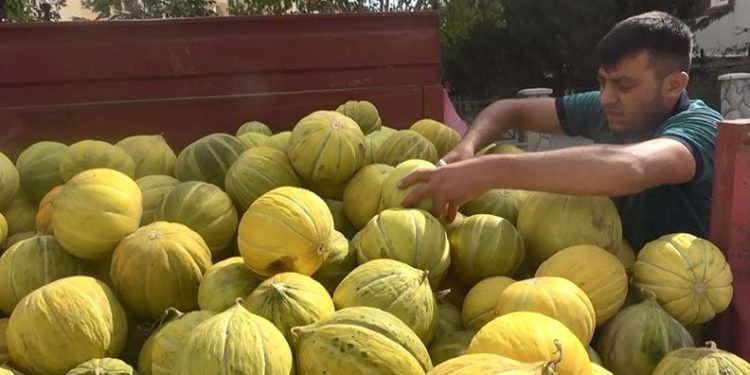 Çankırı’nın meşhur kavunu tezgahlarda yerini aldı