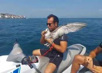 Bursa’da martı kurtarma operasyonu