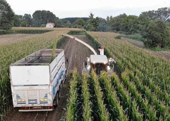 Edirne’de silajlık mısır hasadı başladı