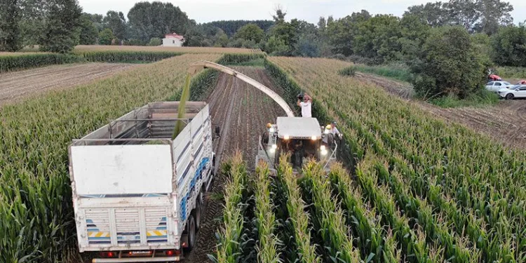 Edirne’de silajlık mısır hasadı başladı