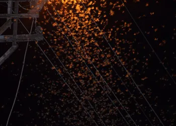 Şırnak’ta çekirge istilası