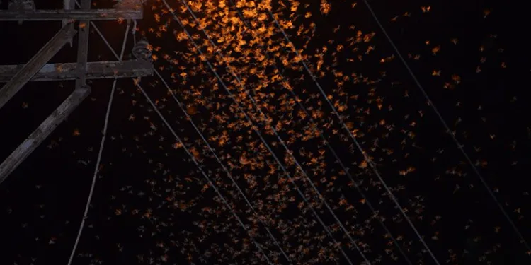 Şırnak’ta çekirge istilası