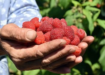 Ahudududa rekolte artıyor