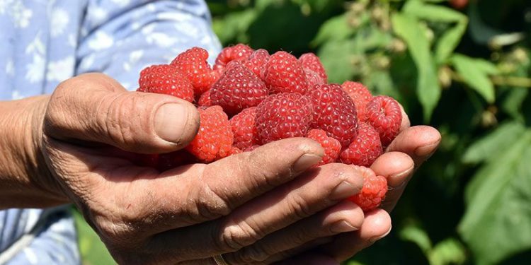 Ahudududa rekolte artıyor