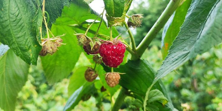 Bursa’da ahududu hasadı başladı
