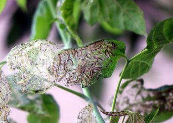 Ağaçlarda ‘Amerikan beyaz kelebeği’ istilası