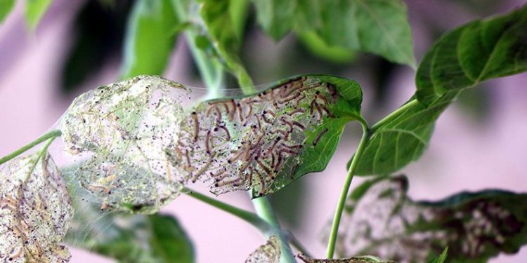 Ağaçlarda ‘Amerikan beyaz kelebeği’ istilası