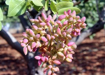 Kilis’te Antep fıstığı hasadı başladı