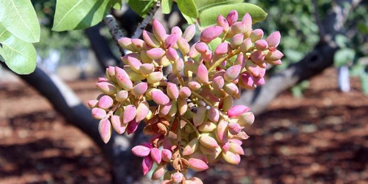 Kilis’te Antep fıstığı hasadı başladı