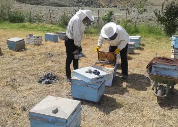 Batman’da bal üreticileri hasada başladı
