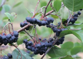 “Süper meyve” aronyada hasat mutluluğu