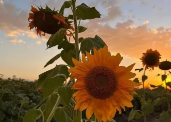Ağrı’da “Günebakanlar” göz kamaştırdı