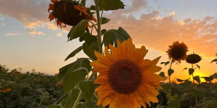 Ağrı’da “Günebakanlar” göz kamaştırdı