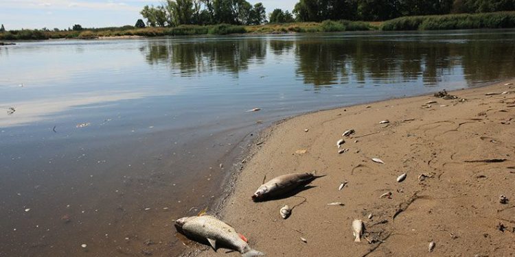 Polonya’nın Oder Nehri’nde ekolojik felaket