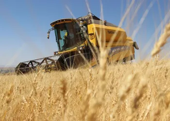 Habeş buğdayı tarıma umut oldu