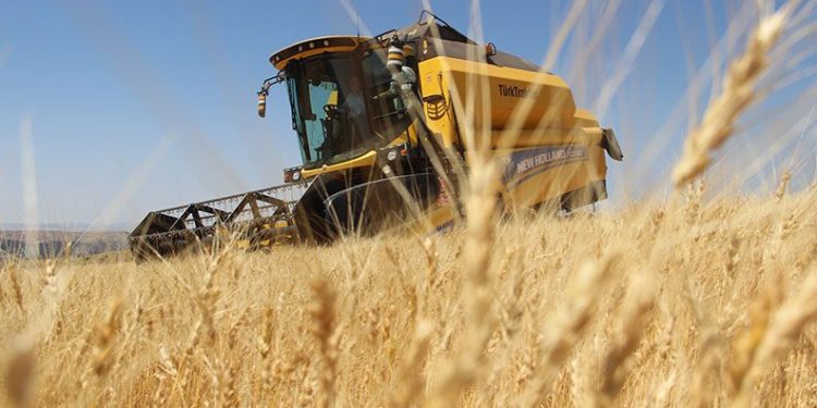 Habeş buğdayı tarıma umut oldu