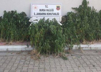 Bursa’da jandarma zehir tacirlerine göz açtırmadı