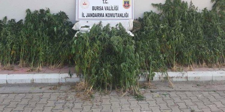 Bursa’da jandarma zehir tacirlerine göz açtırmadı