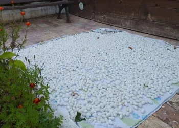 Mudurnu’da kozacılık kadınlarla hayat buldu