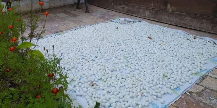 Mudurnu’da kozacılık kadınlarla hayat buldu