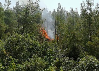 Tokat’ta orman yangını