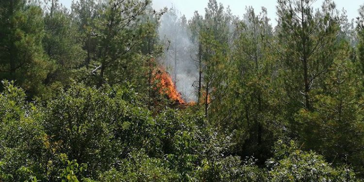 Tokat’ta orman yangını