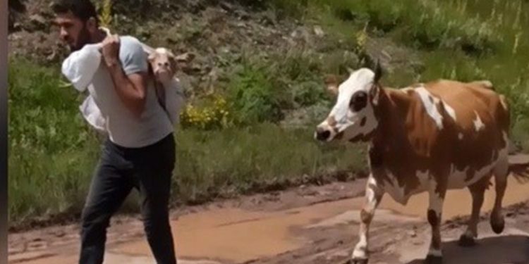 Yavru buzağıyı sırtında taşıdı