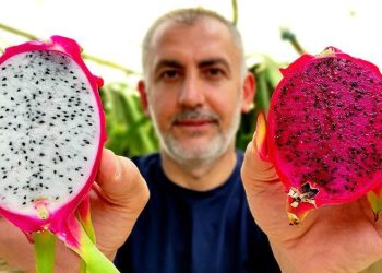 Bursa’da ejder meyvesi yetiştirdi