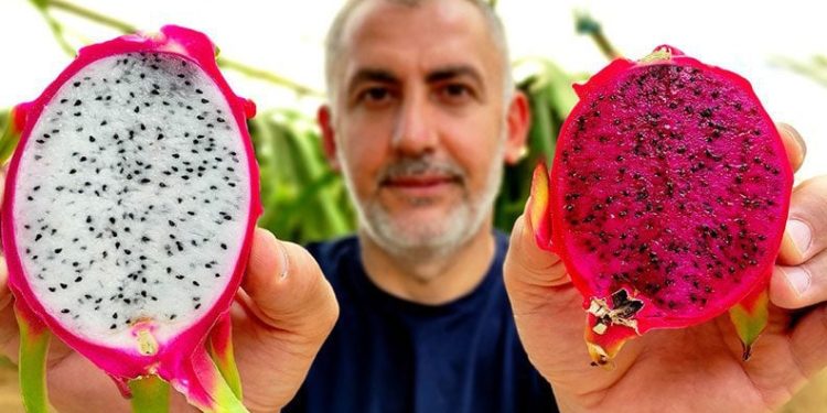 Bursa’da ejder meyvesi yetiştirdi