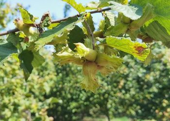 Bursa’da fındık hasadı başladı