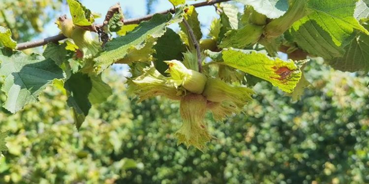 Bursa’da fındık hasadı başladı