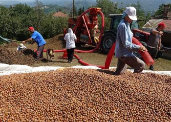 Ordu’da fındıkta patoz zamanı