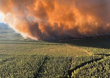 Fransa’nın orman yangını: 6 bin hektar alan kül oldu