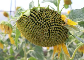 Edirne’de 3 yeni hibrit ayçiçeği çeşidi geliştirildi